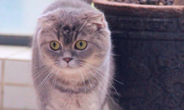 娱乐吃瓜君和折耳猫,揭秘娱乐圈的萌宠故事