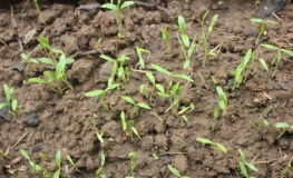 香菜种植方法和时间,香菜种植技巧与最佳种植时间全解析